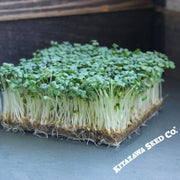 Mustard - Wasabi - Microgreens Seeds
