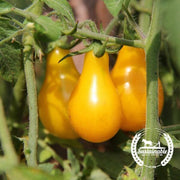 Tomato Seeds - Cherry - Yellow Pear (Organic)