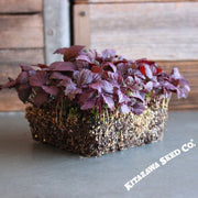 Shiso (Perilla) - Purple - Microgreens Seeds