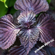 Shiso Herb Seeds (Perilla) - Purple (Red)