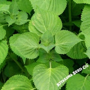 Shiso Herb Seeds (Perilla) - Green