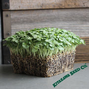 Shiso (Perilla) - Green - Microgreens Seeds