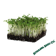 Kale - Dwarf Siberian - Microgreens Seeds