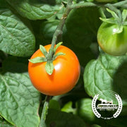 Tomato Seeds - Cherry - Chadwick Cherry (Organic)