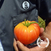 Tomato Seeds - Slicing - Pineapple (Organic)