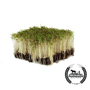 Amaranth (Organic) - Microgreens Seeds