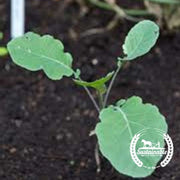 Broccoli Seeds - Purple Sprouting (Organic)