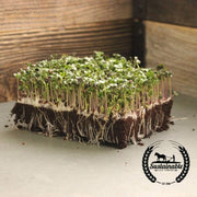 Broccoli - Purple Sprouting (Organic) - Microgreens Seeds