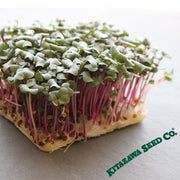 Radish - Hong Vit (Organic) - Microgreens Seeds
