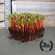 Beet - Detroit Mix (Organic) - Microgreens Seeds