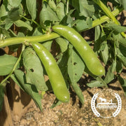 Bean, Fava (Organic) - Cover Crop Seeds