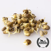 Bean Seeds - Fava - Organic