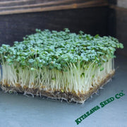 Mustard - Wasabi (Organic) - Microgreens Seeds