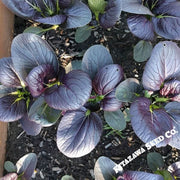 Cabbage Seeds - Pak Choi Tasty Pagoda Purple Hybrid