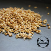 Hulless Barley - Organic - Sprouting Seeds