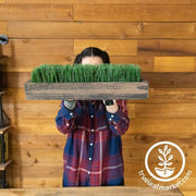 Wood Planter Box - Shallow - For Microgreens, Wheatgrass, & More aged brown 