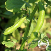 Bean Seeds - Fava - Broad Windsow (Organic)