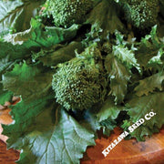 Broccoli Raab Seeds - Sorrento