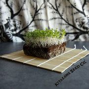 Chrysanthemum Greens Seeds - Oasis - Microgreens Seeds