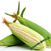 Corn Seeds - Mirai 421 Hybrid - Treated