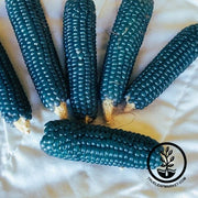 Corn Seeds - Popcorn - Miniature Blue