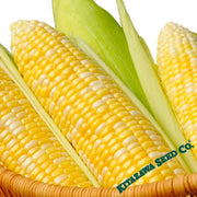 Corn Seeds - Mirai 301 - TreatedCorn Seeds - Mirai 301 Hybrid - Treated