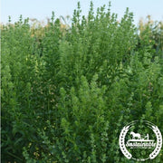 Basil Seeds - Fino Verde (Organic)
