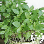 Basil Seeds - Thai (Organic)