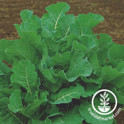 Subzero Kale - Cover Crop Seeds