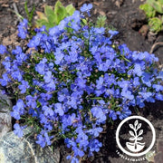 Lobelia Seeds - Cambridge Blue