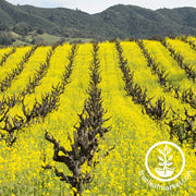 Mustard - Farmer's Favorite Cover Crop Mix Field