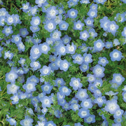 Nemophila Seeds Baby Blue Eyes Flowers 