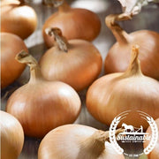 Onion Seeds - Stuttgarter (Organic)