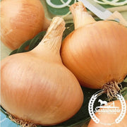 Onion Seeds - Texas Grano 502 (Organic)