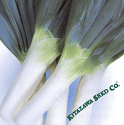 Onion Seeds - Bunching - Shimonita Negi