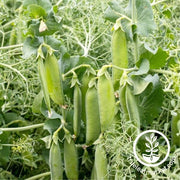 Pea Seeds - Parsley - Grown