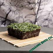 Shiso Herb (Perilla) - Hojiso - Microgreens Seeds