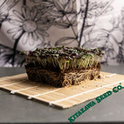 Shiso Herb (Perilla) - Jeok Ssam Ip - Microgreens Seeds