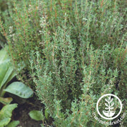 Thyme Seeds - Winter