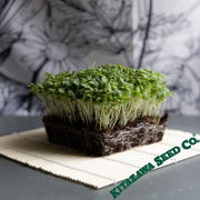 Turnip Seeds - Tennouji Kabura - Microgreens Seeds