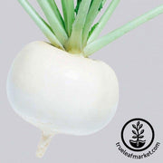 Turnip Seeds - Just Right - Hybrid