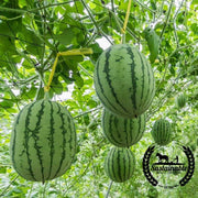 Watermelon Seeds - Picnic - Dixie Queen (Organic)