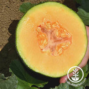 Melon Cantaloupe - Ambrosia Hybrid Garden Seed