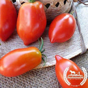 Organic amish paste tomato