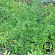 Asparagus Fern Seeds - A. sprengeri