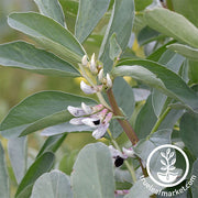 Aquadulce Fava Bean - Cover Crop Seeds