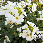 Arabis Snow Cap Flower Seeds