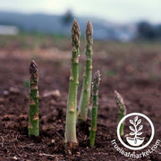 uc 157 f1 asparagus