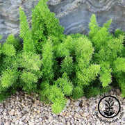 Asparagus Fern A. densiflorus meyerii Seeds