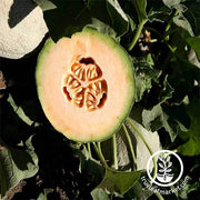 Melon Cantaloupe Athena Hybrid Seed